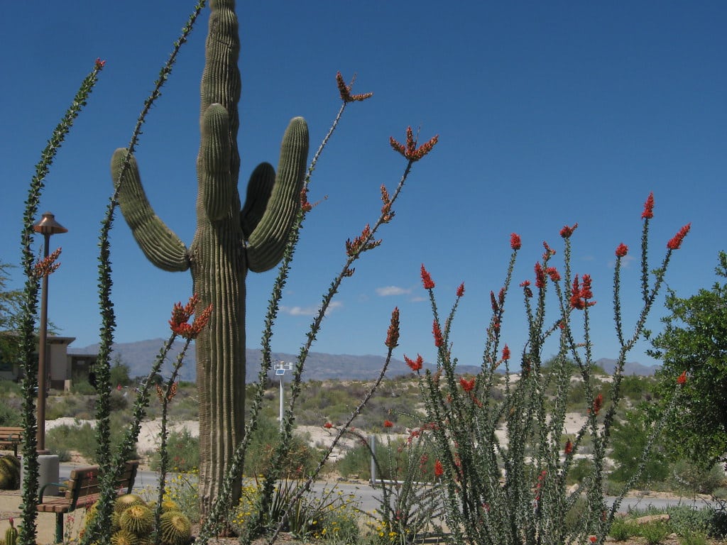 Springs Preserve Vegas