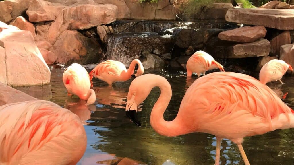 Things To Do in Las Vegas - Flamingo Wildlife Habitat